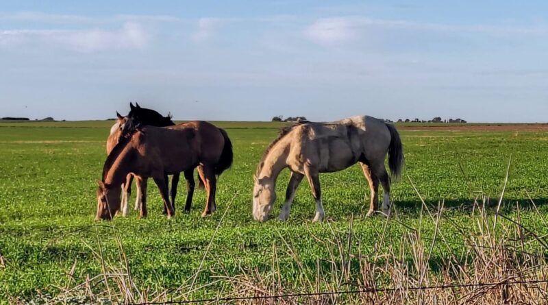Misterio tras la cabalgata: siete caballos desaparecieron y fueron hallados horas después.